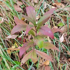 Solidago gigantea