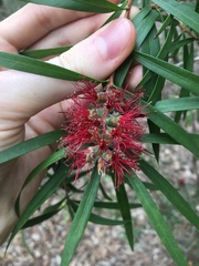 Melaleuca linearifolia