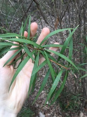 Melaleuca linearifolia