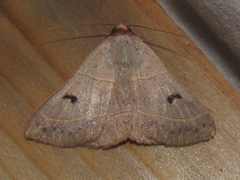 Panopoda