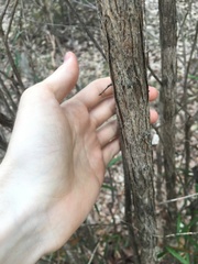 Melaleuca linearifolia