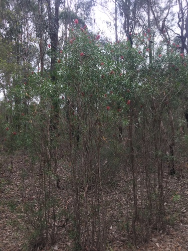 Image of Melaleuca linearifolia by (c) Thomas Mesaglio, some rights reserved (CC BY)