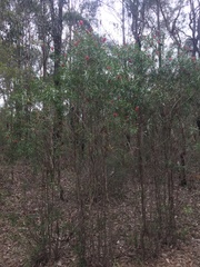 Melaleuca linearifolia