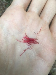 Melaleuca linearifolia