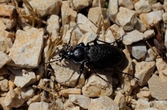 Carabus rossii