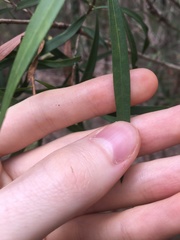 Melaleuca linearifolia