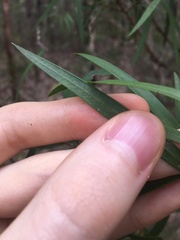 Melaleuca linearifolia