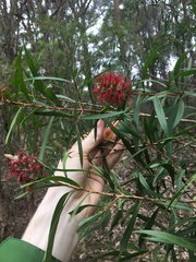 Melaleuca linearifolia