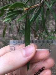 Melaleuca linearifolia