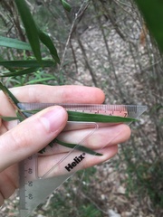 Melaleuca linearifolia