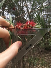 Melaleuca linearifolia