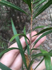 Melaleuca linearifolia