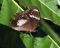 Hypolimnas bolina bolina