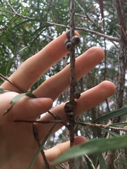 Melaleuca linearifolia