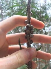 Melaleuca linearifolia