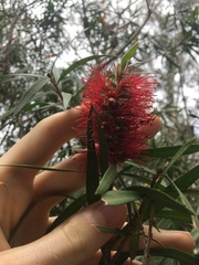 Melaleuca linearifolia