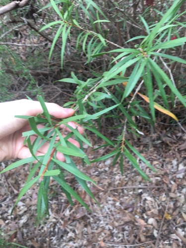 Image of Melaleuca linearifolia by (c) Thomas Mesaglio, some rights reserved (CC BY)