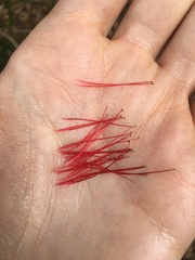 Melaleuca linearifolia