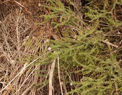 Agathosma juniperifolia