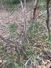 Melaleuca linearifolia