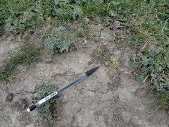 Ceratocephala pungens