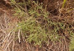 Agathosma juniperifolia