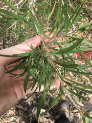 Melaleuca linearifolia