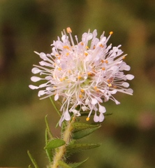 Agathosma juniperifolia