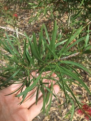 Melaleuca linearifolia