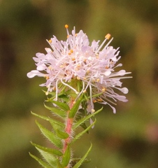 Agathosma juniperifolia