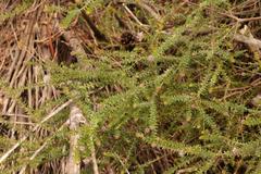 Agathosma juniperifolia