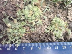 Ceratocephala pungens