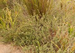 Cliffortia carinata