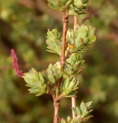 Cliffortia carinata