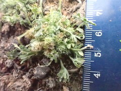 Ceratocephala pungens