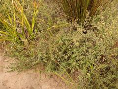 Cliffortia carinata