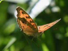 Junonia almana javana