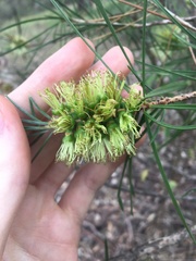 Melaleuca linearis acerosa