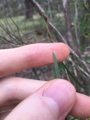 Melaleuca linearis acerosa