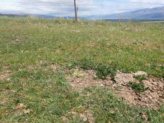 Ceratocephala pungens