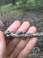 Melaleuca linearis acerosa