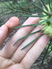 Melaleuca linearis acerosa