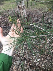 Melaleuca linearis acerosa