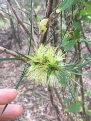 Melaleuca linearis acerosa