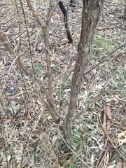 Melaleuca linearis acerosa