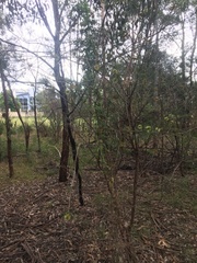 Melaleuca linearis acerosa