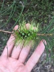 Melaleuca linearis acerosa