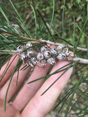 Melaleuca linearis acerosa