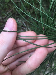 Melaleuca linearis acerosa