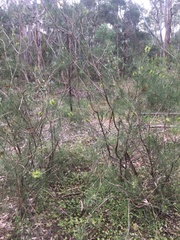 Melaleuca linearis acerosa